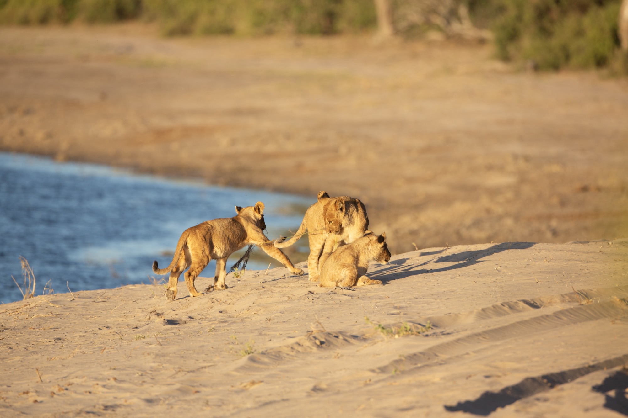 Botswana wildlife